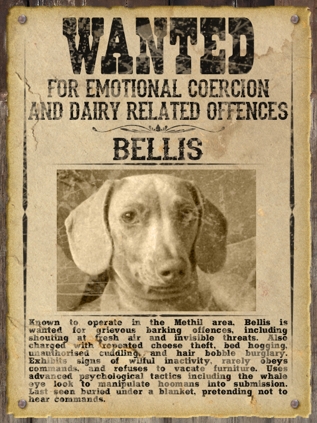 Most WANTED Pet Poster