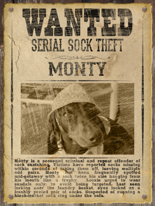 Most WANTED Pet Poster