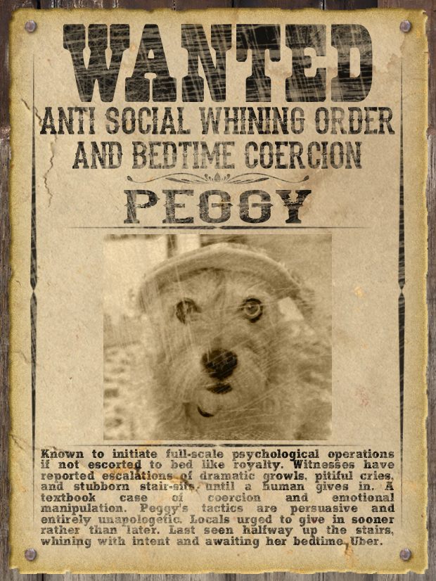 Most WANTED Pet Poster