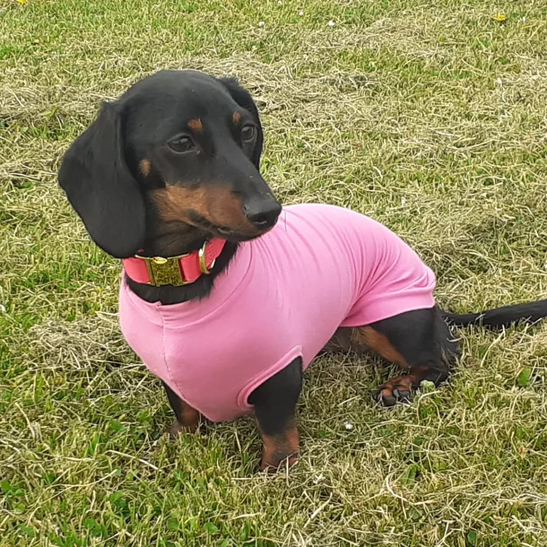 Bamboo Anti-Allergy and Cooling Dachshund T-Shirt
