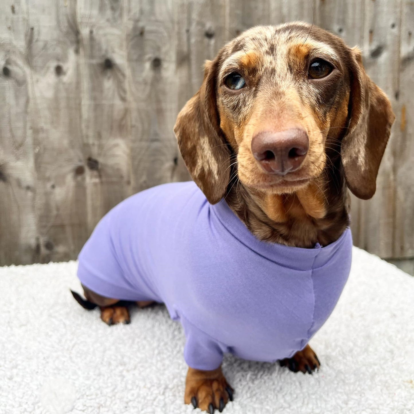 Bamboo Anti-Allergy and Cooling Dachshund T-Shirt