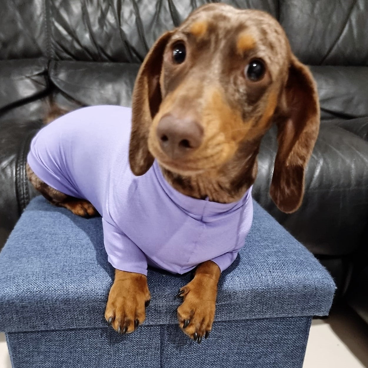 Bamboo Anti-Allergy and Cooling Dachshund T-Shirt