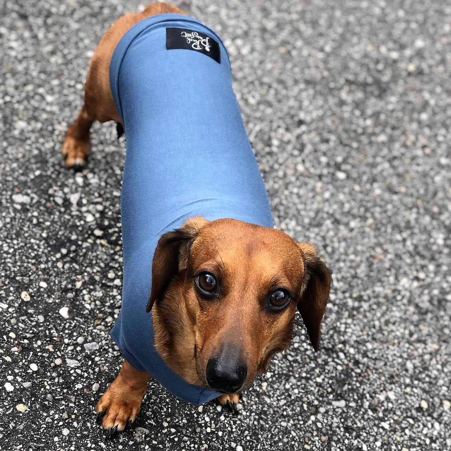 Bamboo Anti-Allergy and Cooling Dachshund T-Shirt