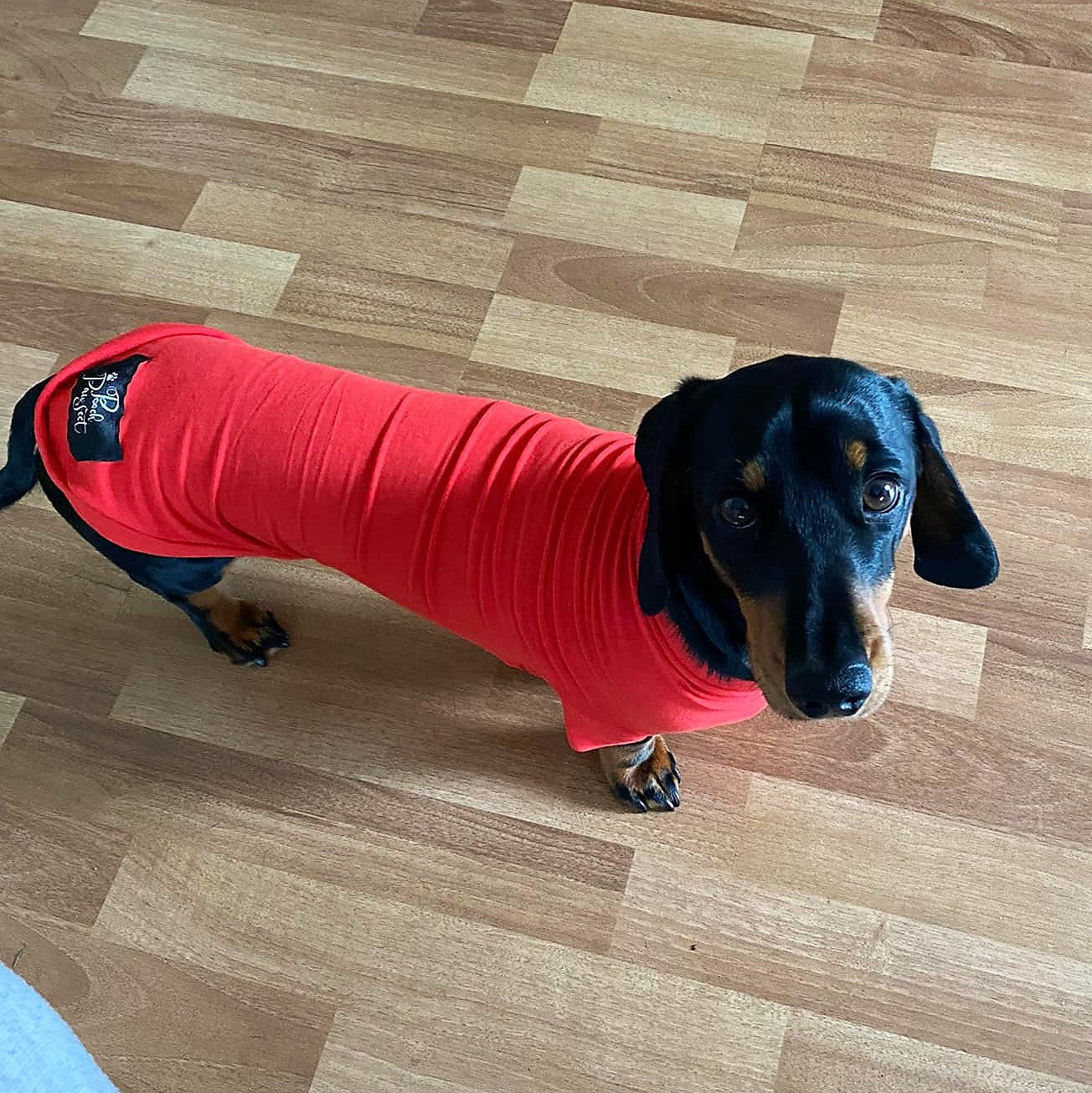 Bamboo Anti-Allergy and Cooling Dachshund T-Shirt