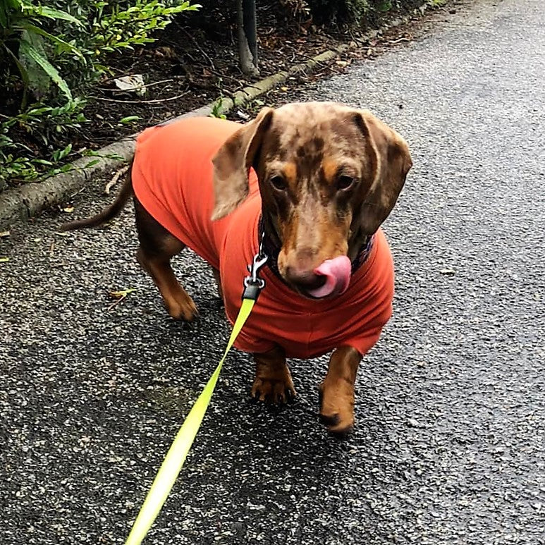 Bamboo Anti-Allergy and Cooling Dachshund T-Shirt