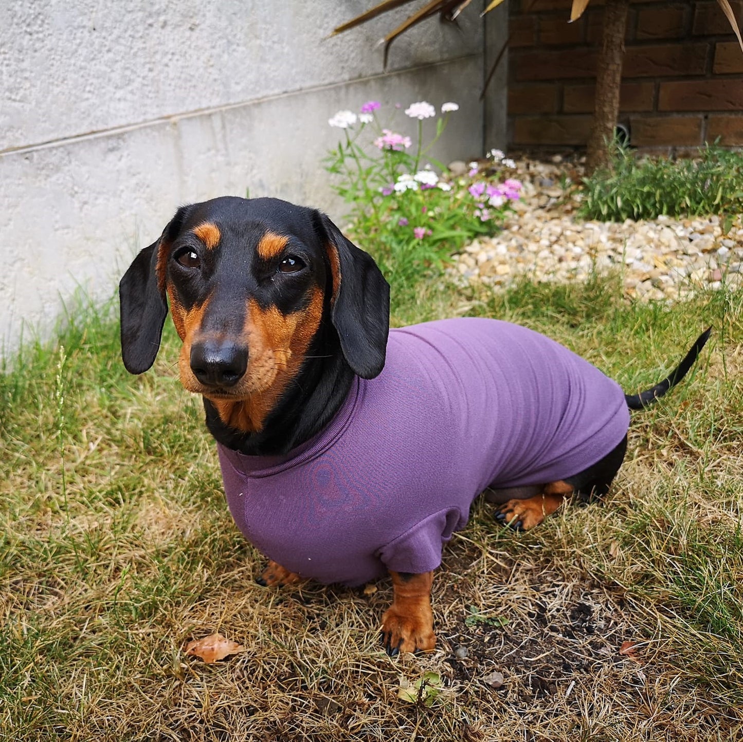 Bamboo Anti-Allergy and Cooling Dachshund T-Shirt