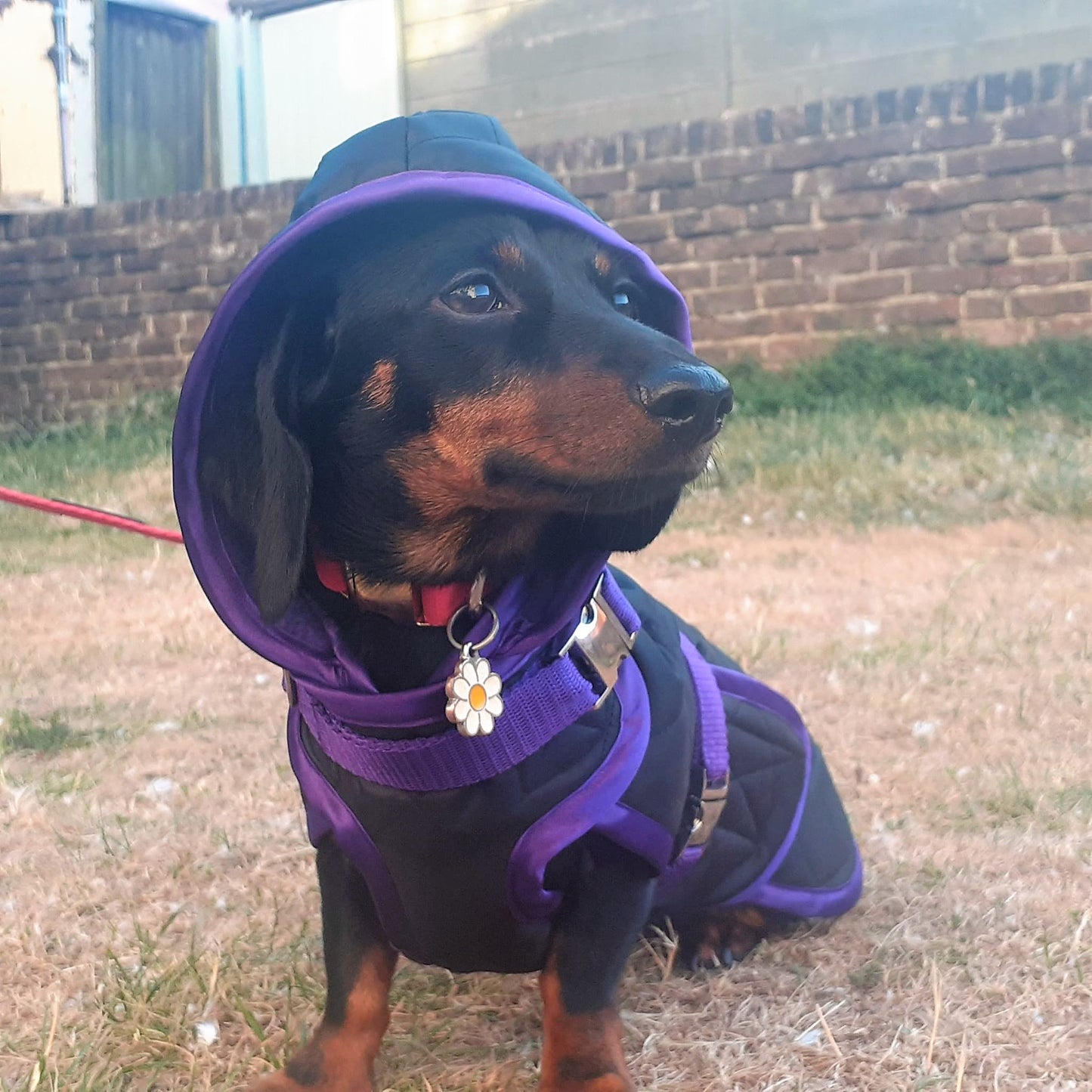 Waterproof Dachshund Raincoat