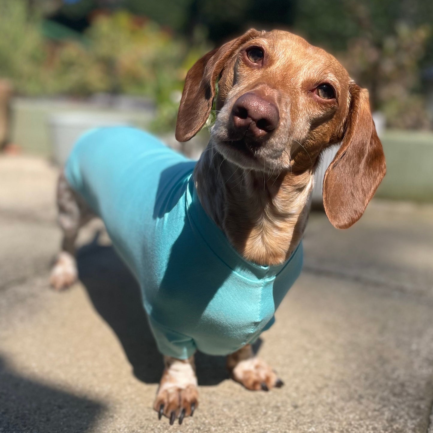 Bamboo Anti-Allergy and Cooling Dachshund T-Shirt