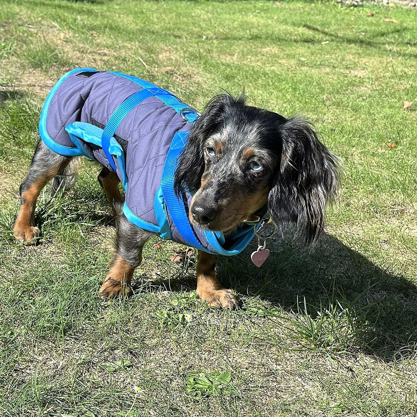 Waterproof Dachshund Raincoat