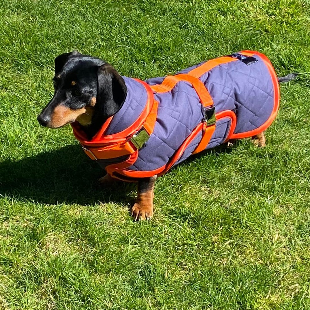Waterproof Dachshund Raincoat