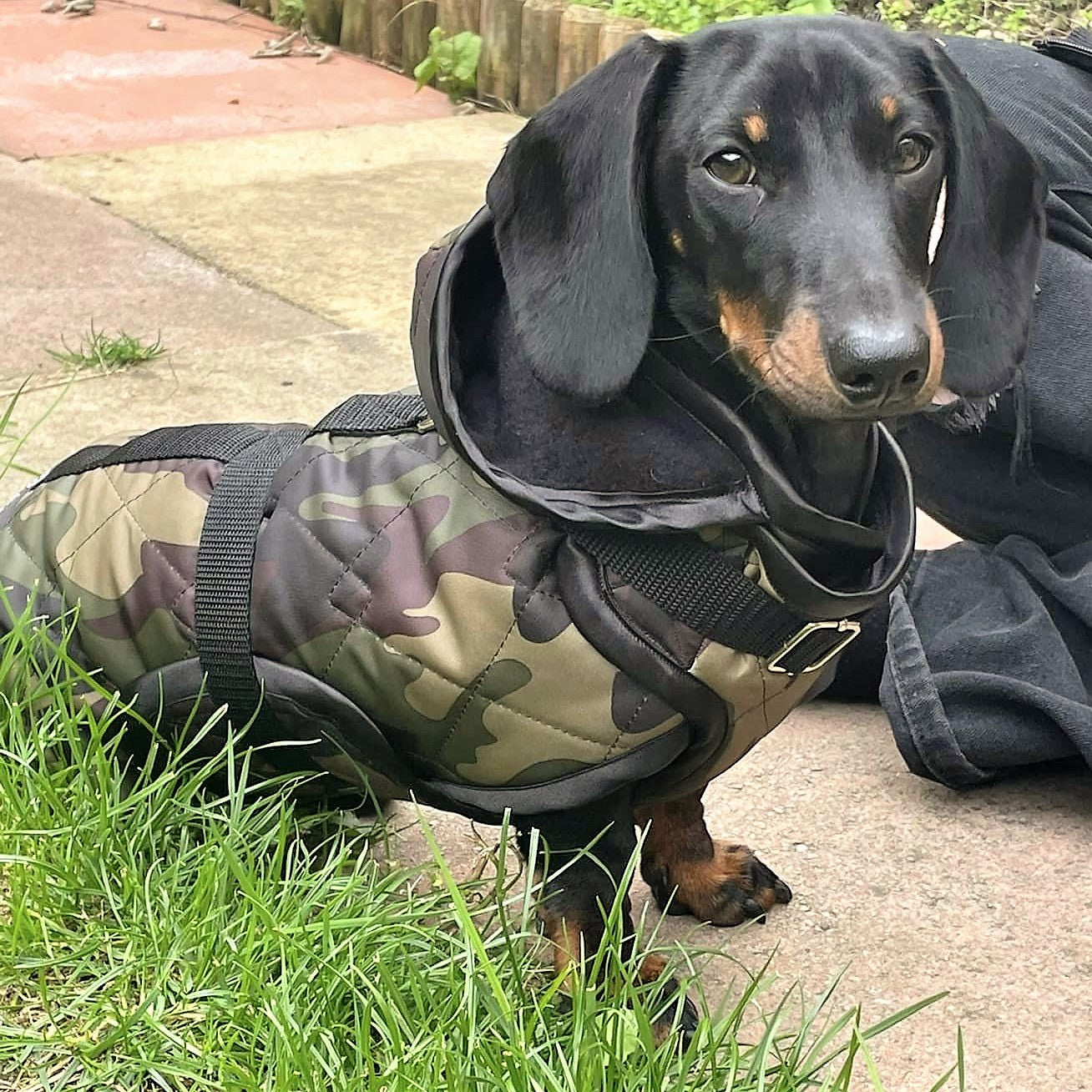 Waterproof Dachshund Raincoat