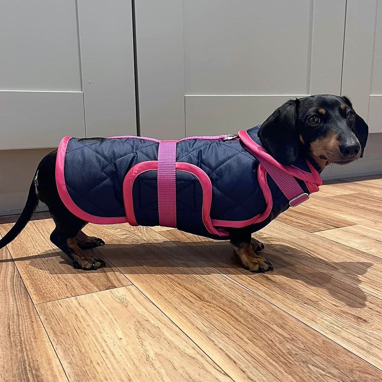 Waterproof Dachshund Raincoat