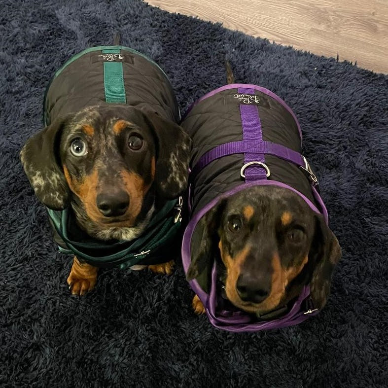 Waterproof Dachshund Raincoat