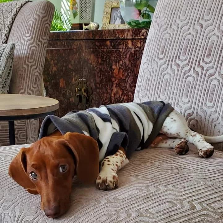 Camo Print Dachshund Fleece Jumper