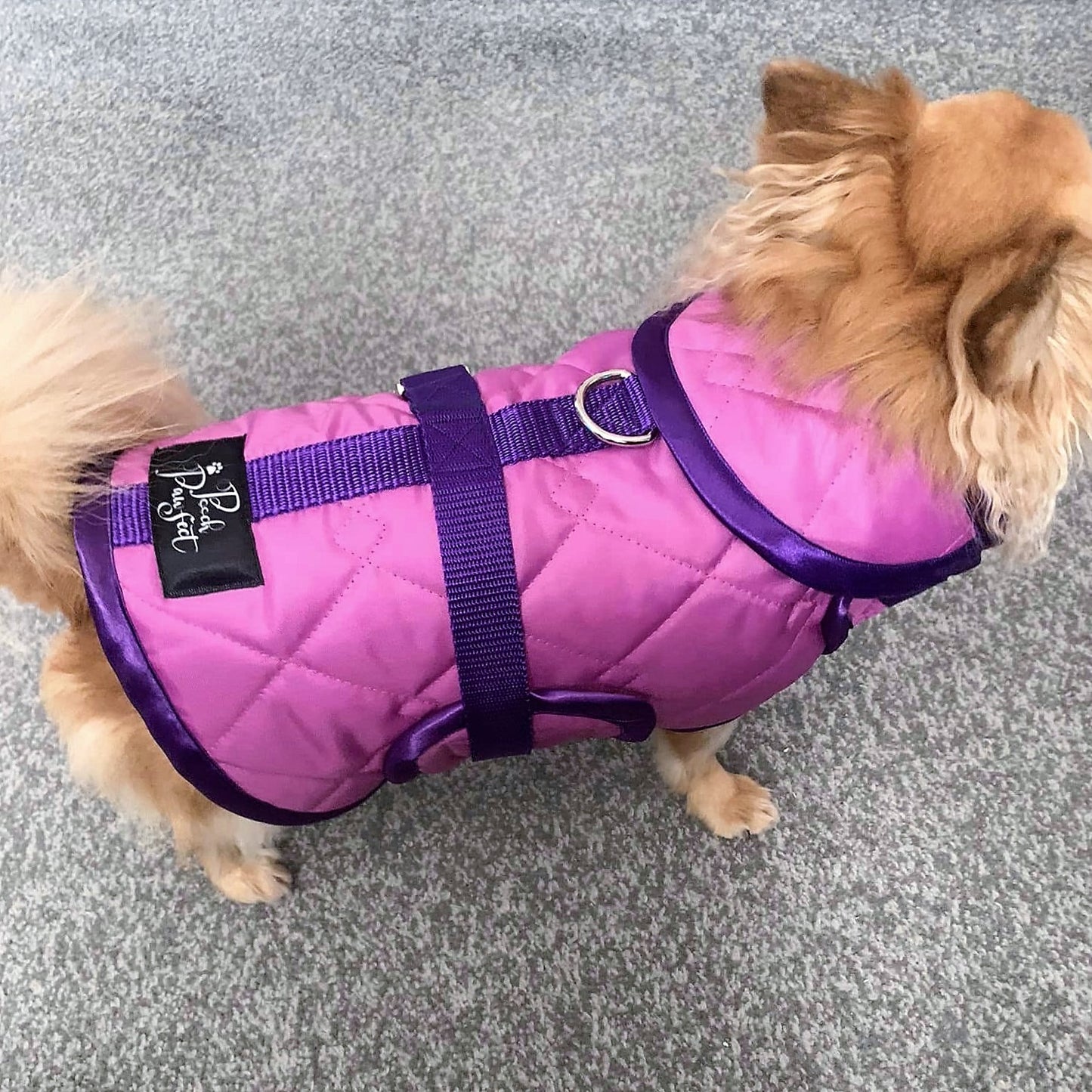 Waterproof Dachshund Raincoat