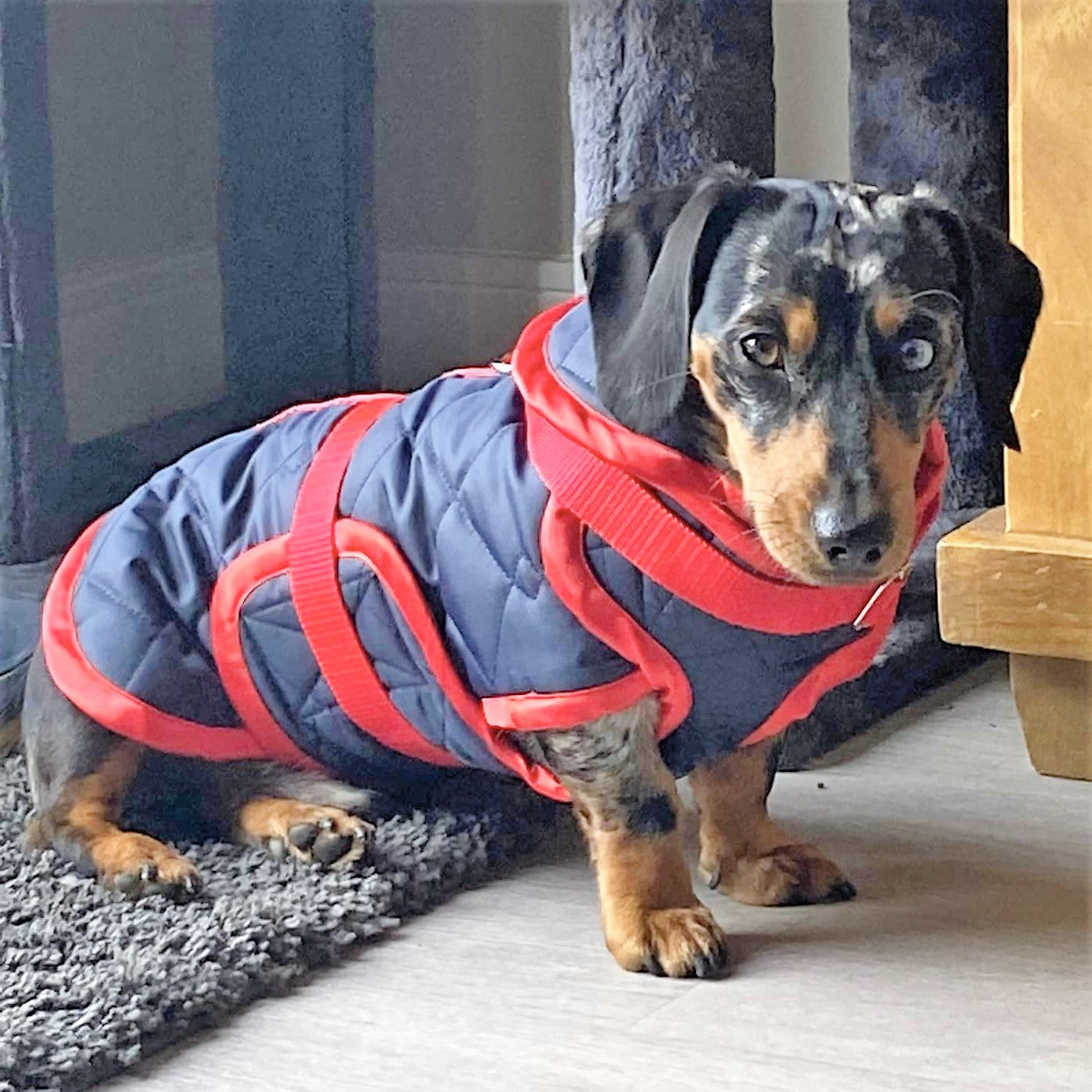 Waterproof Dachshund Raincoat