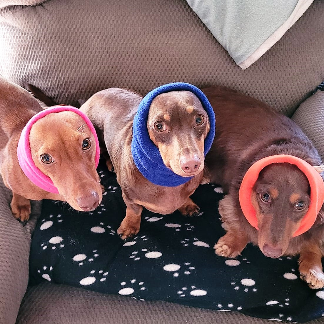 Dachshund Snood Neck Warmer