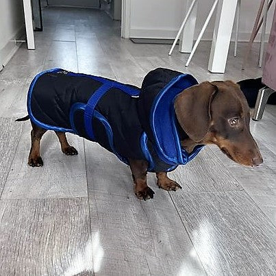 Waterproof Dachshund Raincoat
