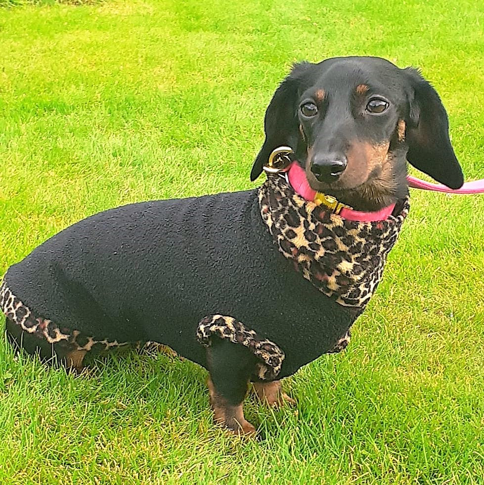 Leopard Print Trim Dachshund Fleece Jumper - Main Image