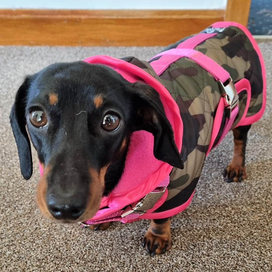 Waterproof Dachshund Raincoat