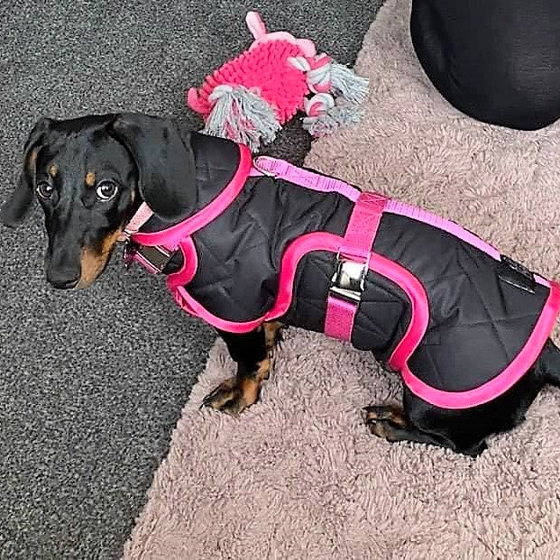 Waterproof Dachshund Raincoat
