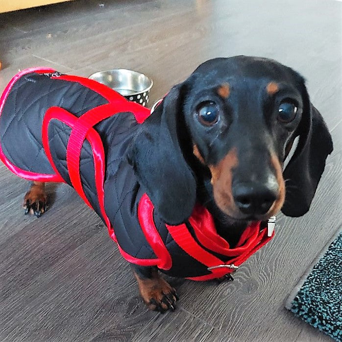 Waterproof Dachshund Raincoat