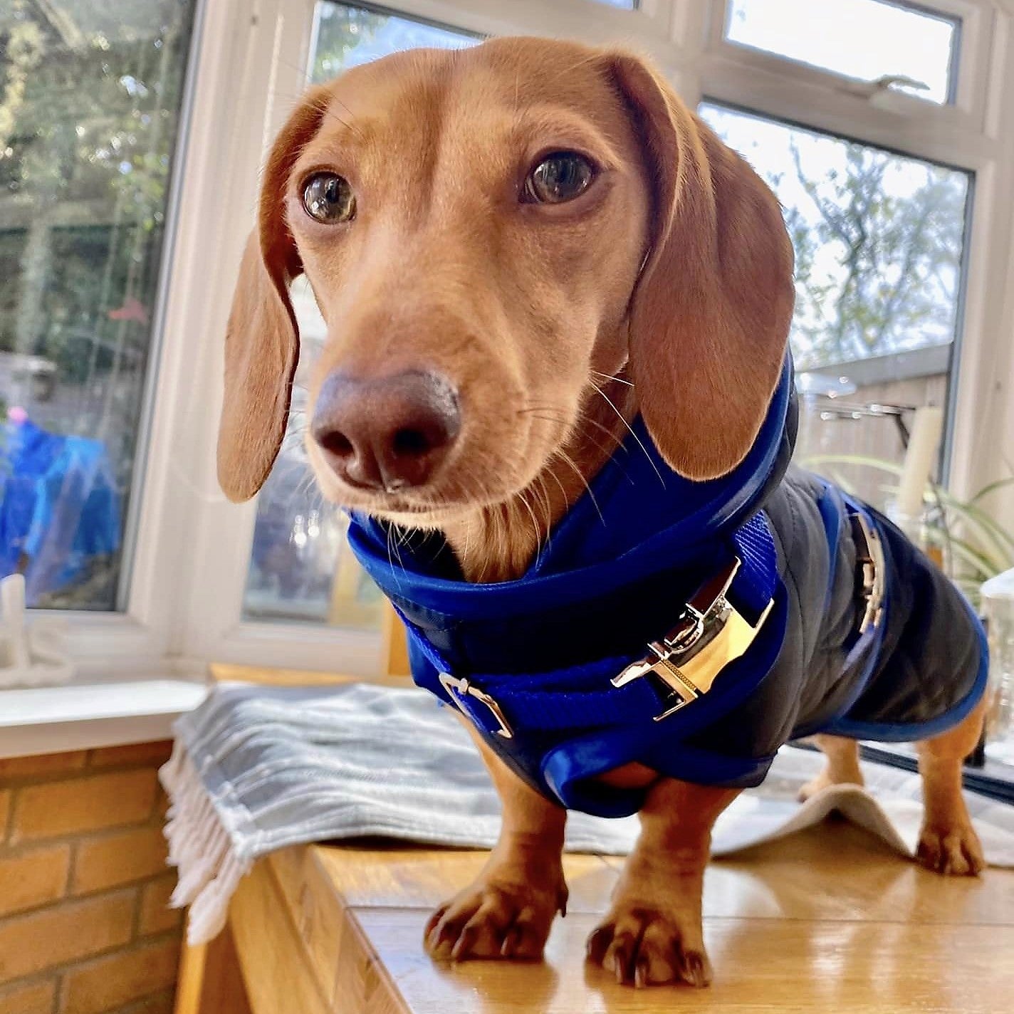 Waterproof Dachshund Raincoat