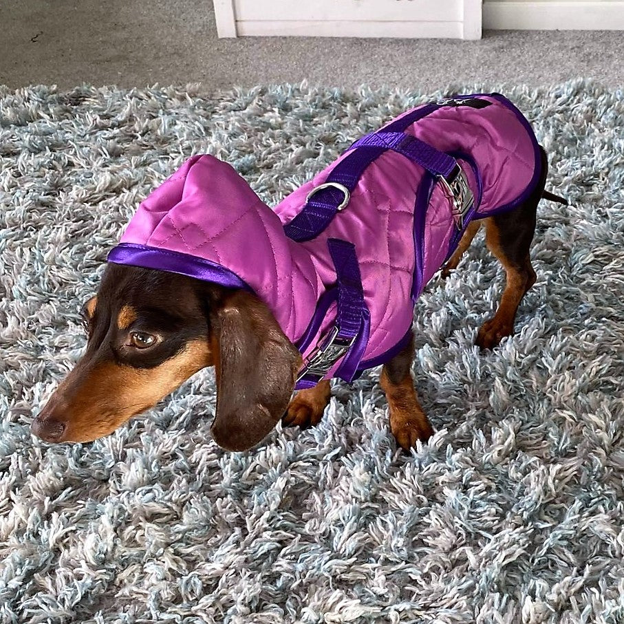 Waterproof Dachshund Raincoat