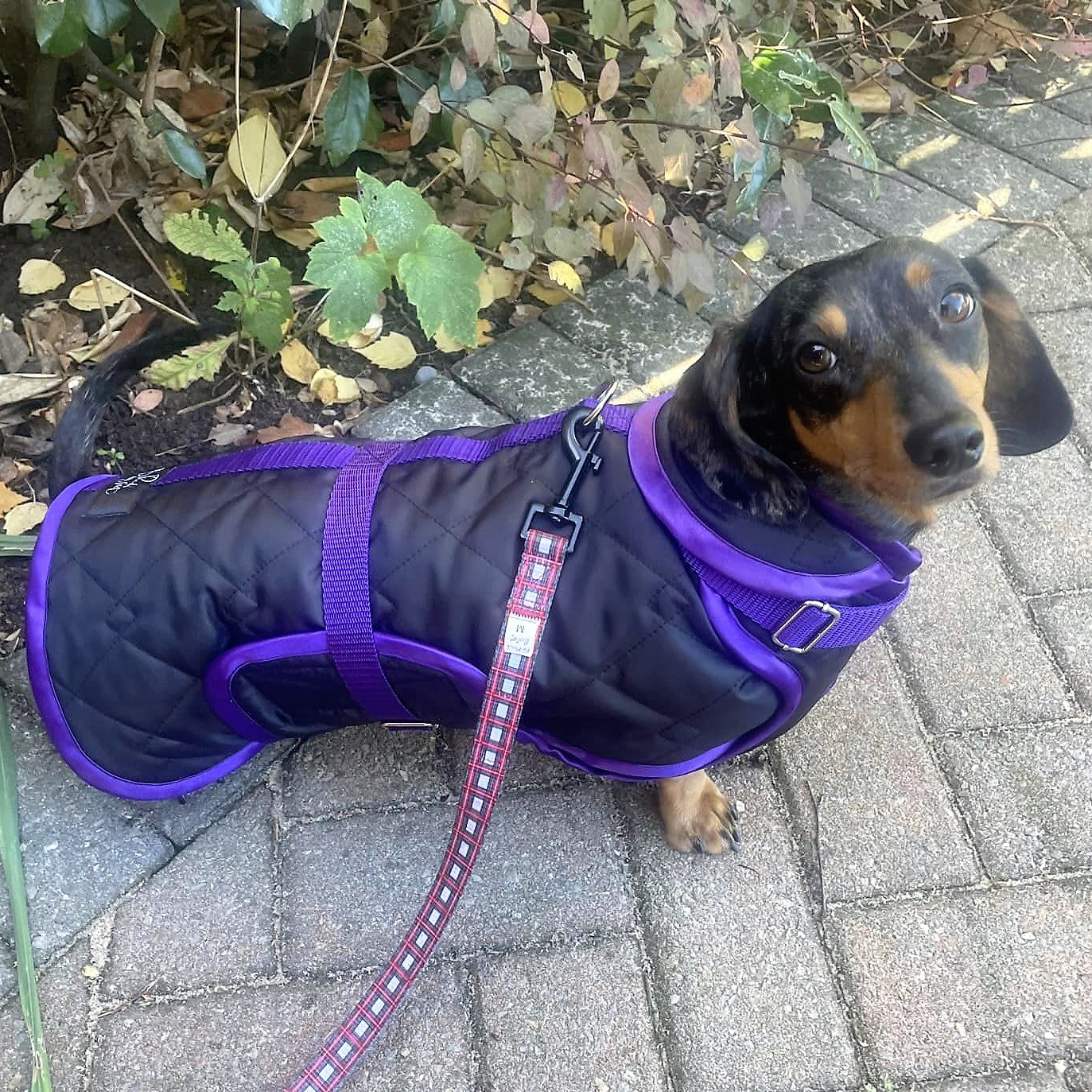 Waterproof Dachshund Raincoat
