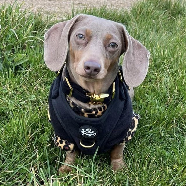 Luxury Velvet Harness, Collar, Lead (Set)