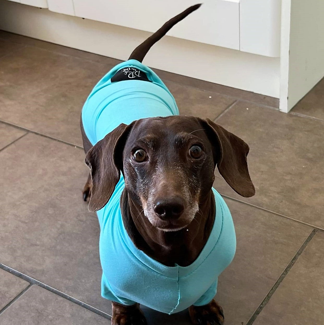Bamboo Anti-Allergy and Cooling Dachshund T-Shirt