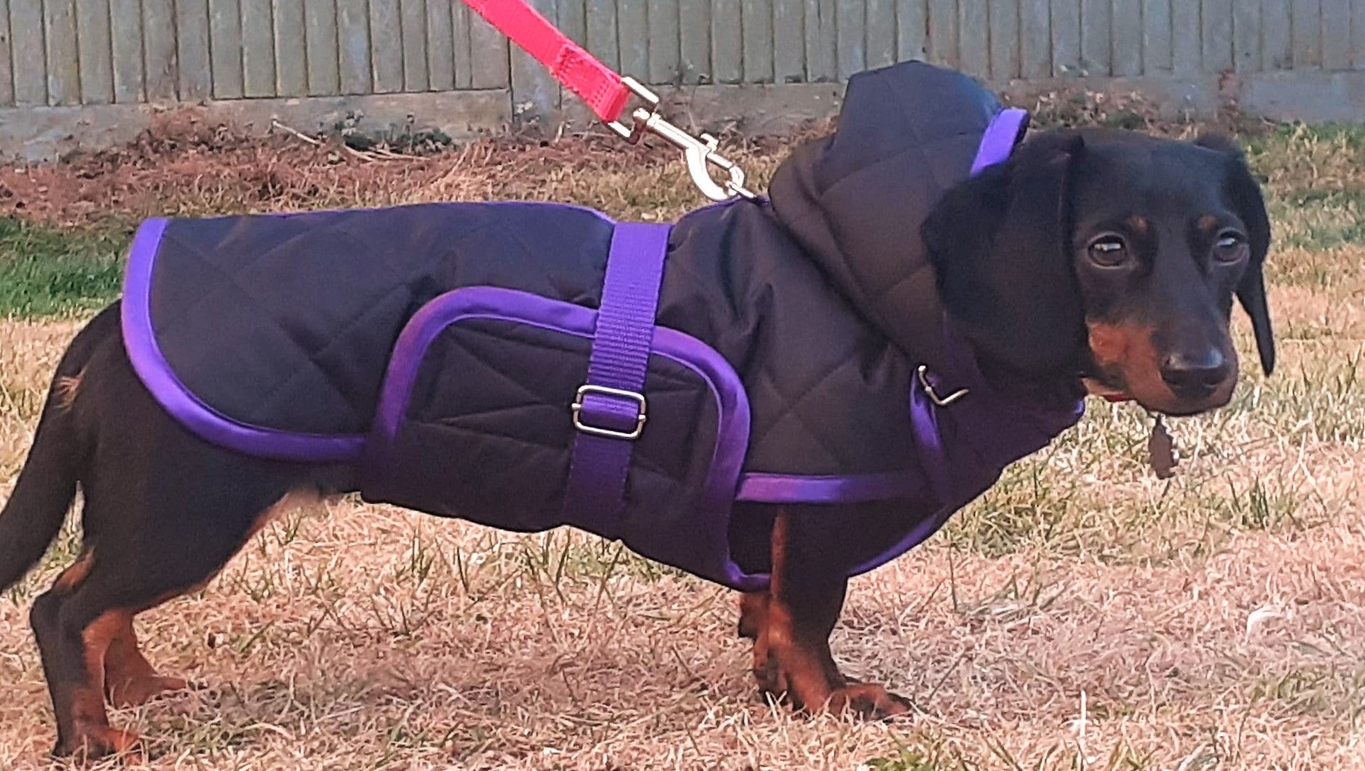 Dachshund waterproof clearance coats