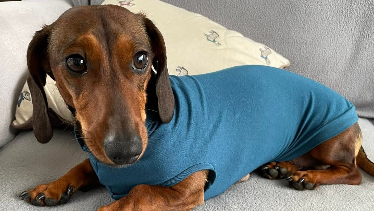 Bamboo Dachshund T-Shirts