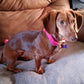Luxury Velvet Collar