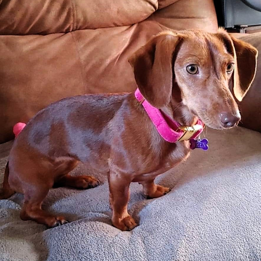 Luxury Velvet Collar