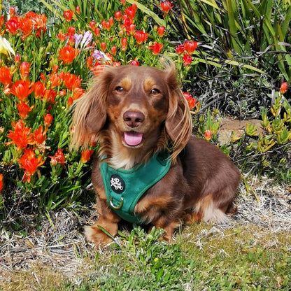 Luxury Velvet Harness