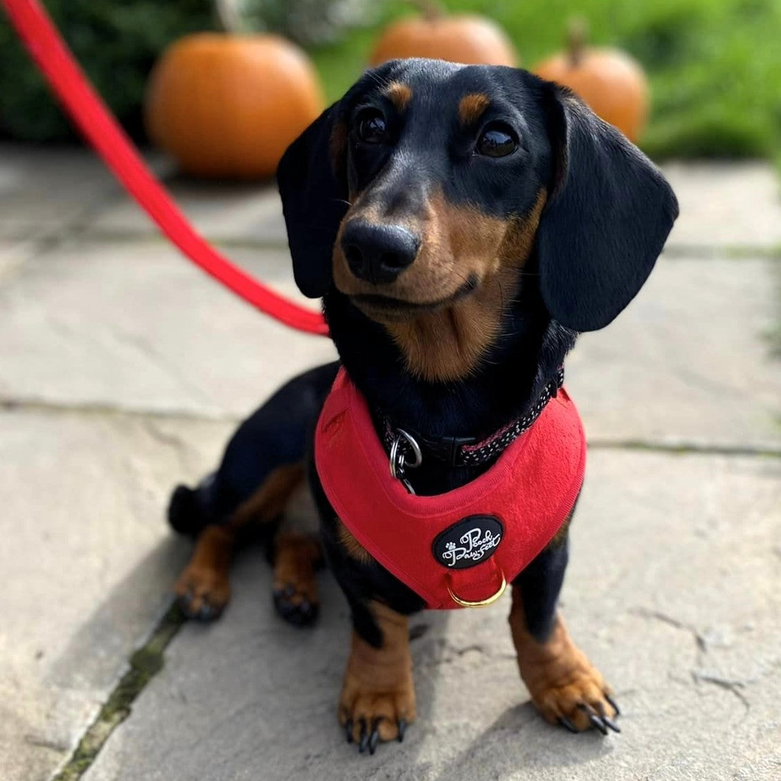 Luxury Velvet Harness