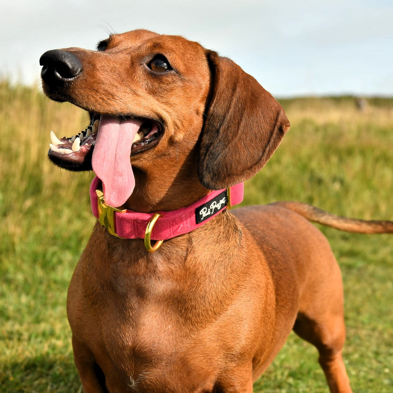 Luxury Velvet Collar