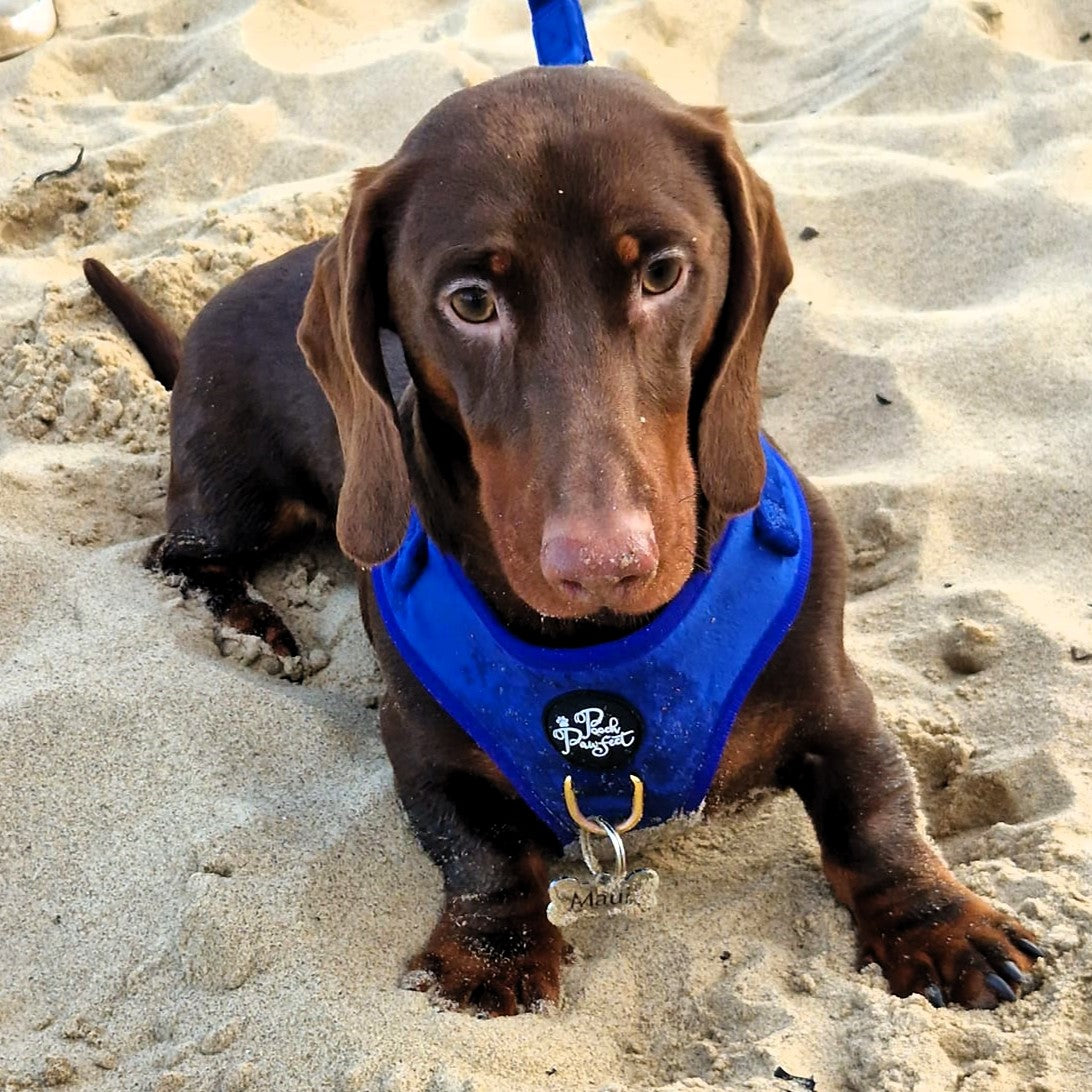 Luxury Velvet Harness