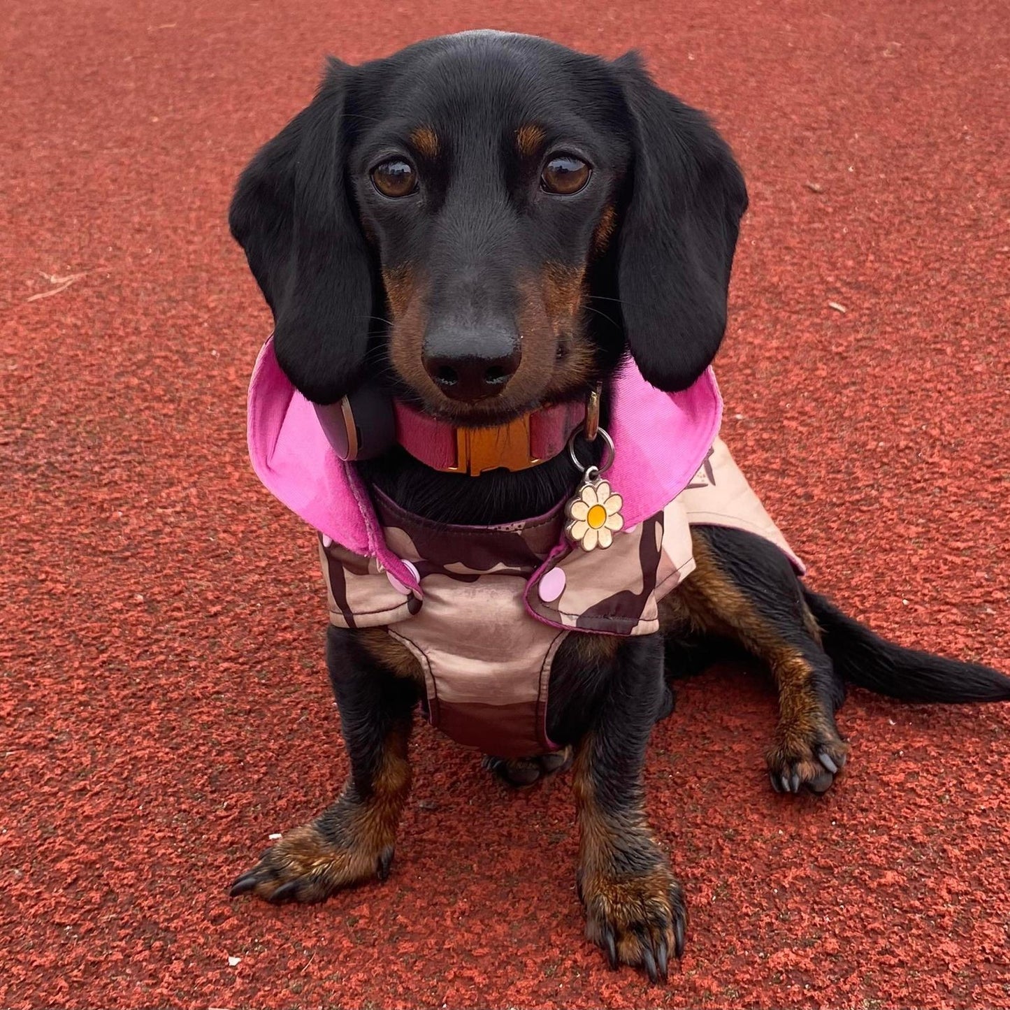 Bamboo Dachshund Summer Anorak