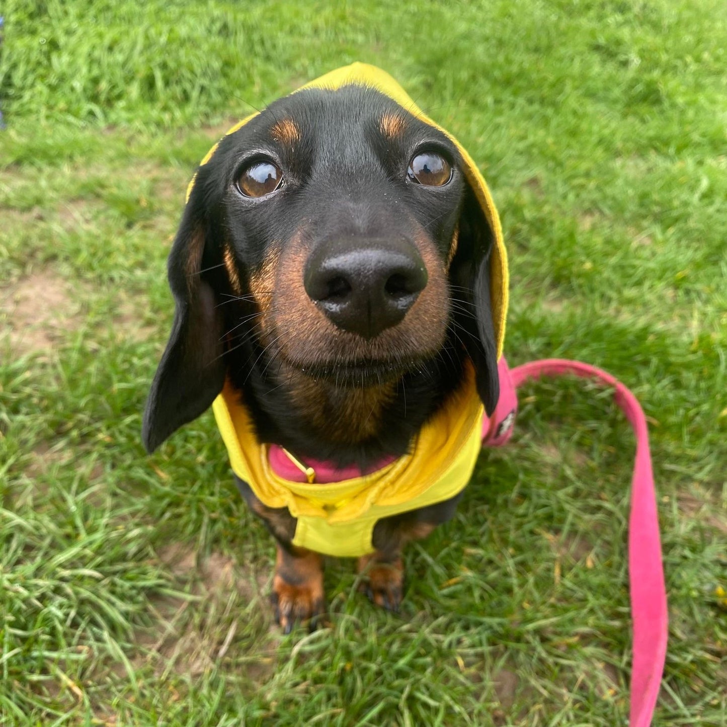 Bamboo Dachshund Summer Anorak