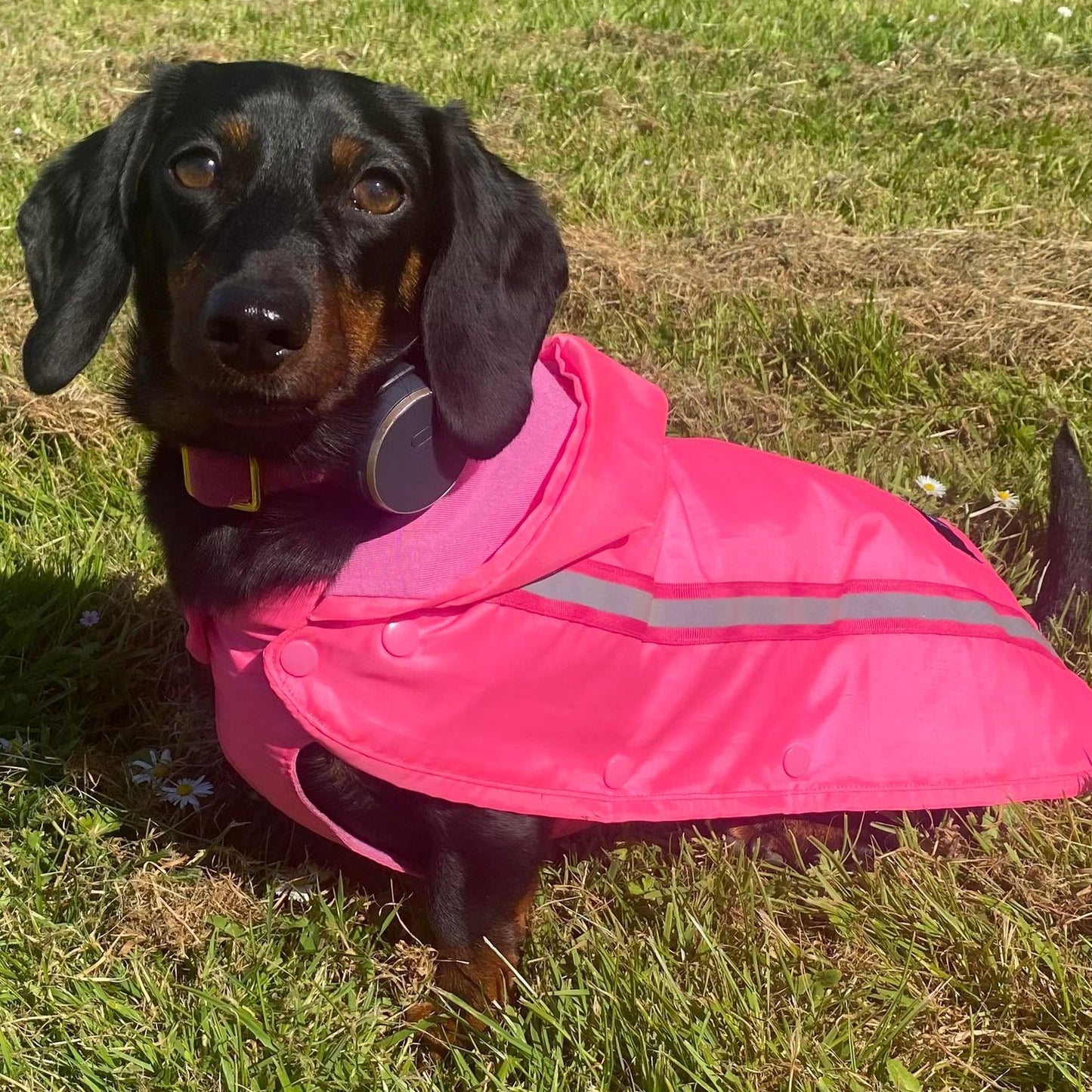 Bamboo Dachshund Summer Anorak