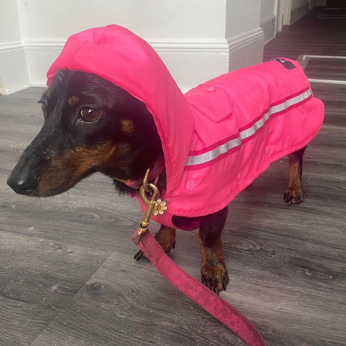 Bamboo Dachshund Summer Anorak