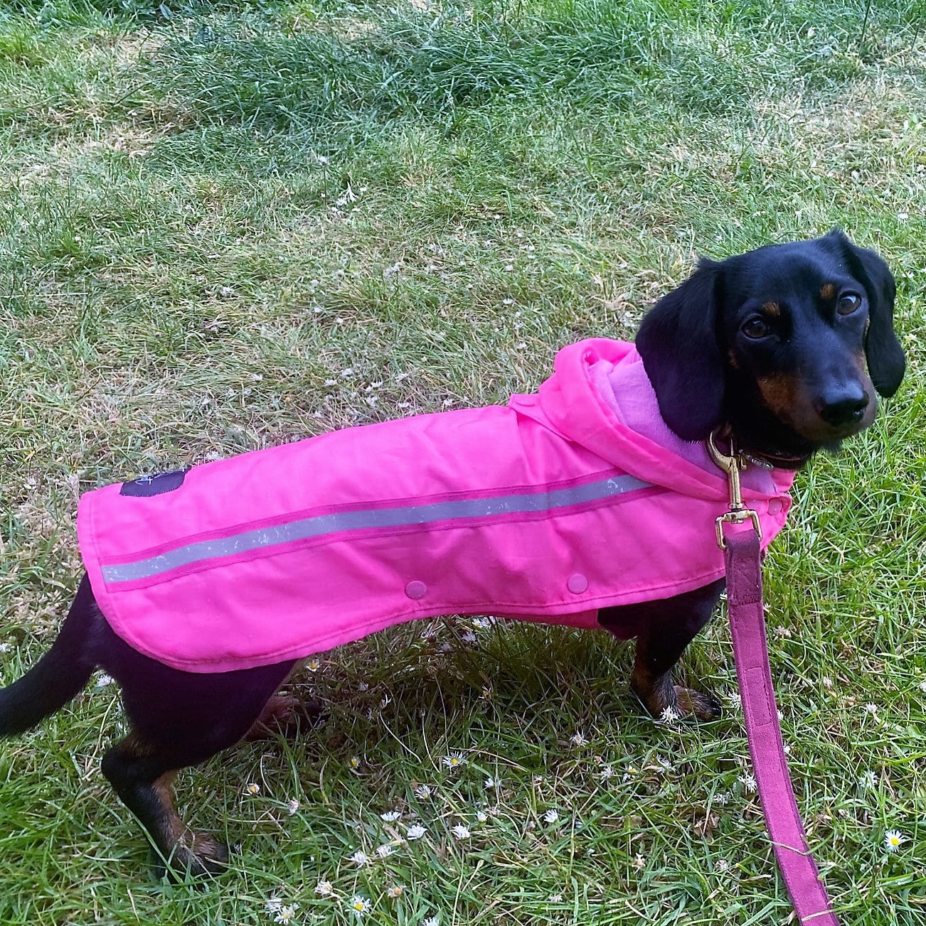 Bamboo Dachshund Summer Anorak