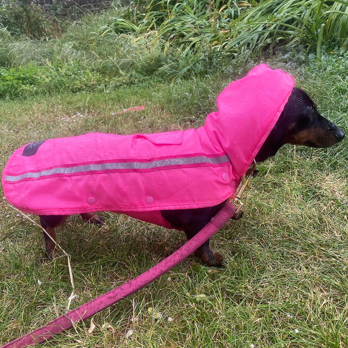 Bamboo Dachshund Summer Anorak