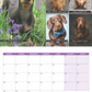 Dachshund Calendar 2024