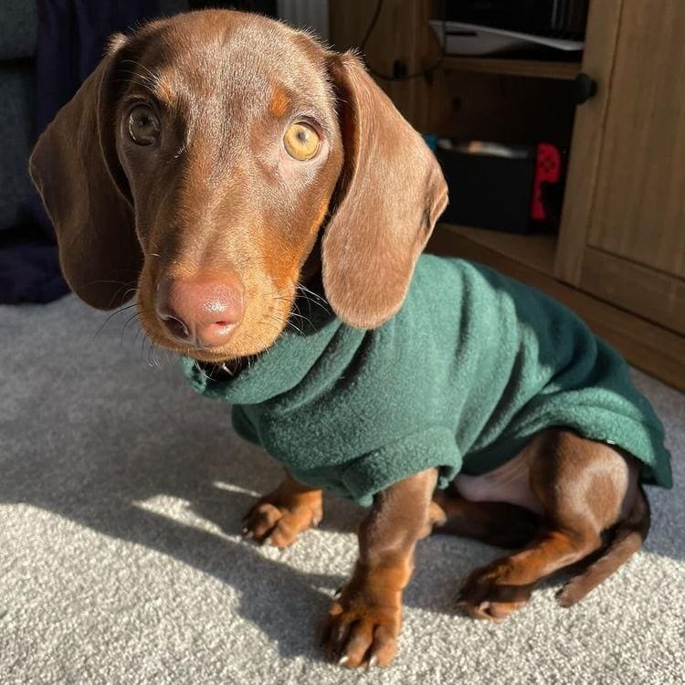 Dachshund Fleece Jumper