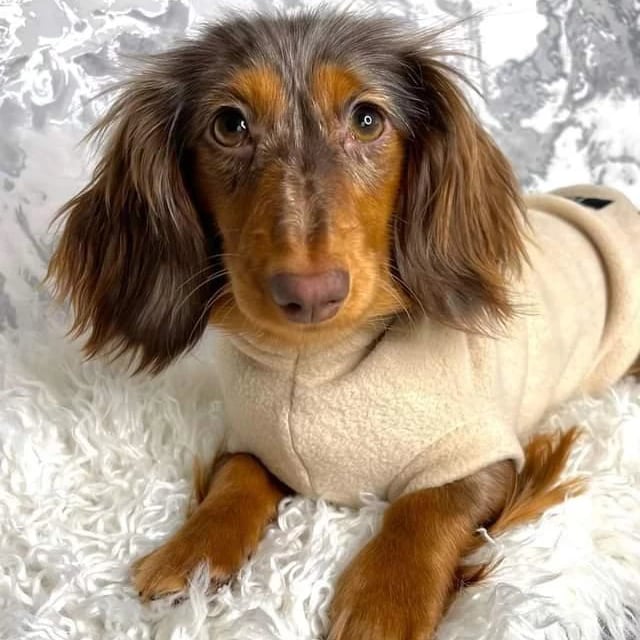 Sausage dog hot sale jumpers