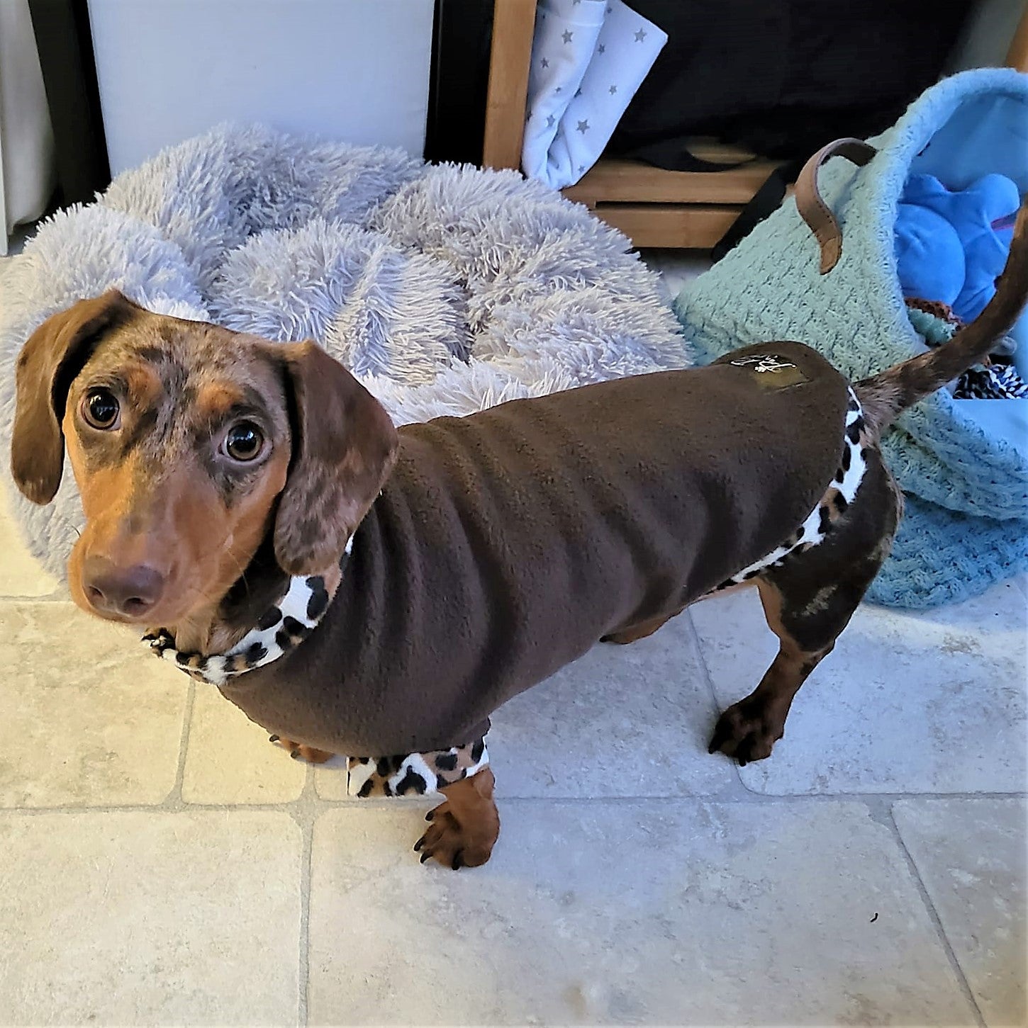 Leopard dachshund hot sale