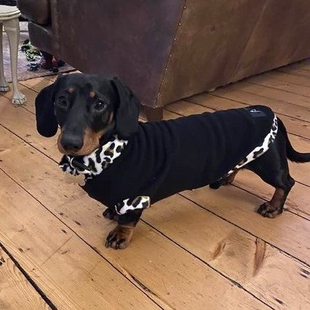 Mini dachshund hot sale jumper